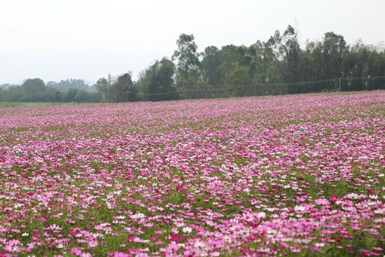 【网络中国节·春节】昌江红林农场十二队花卉基地:百